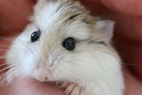 robo hamster|robo hamster pictures.